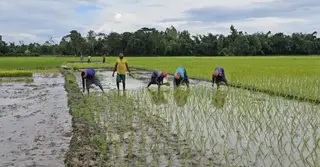 আউশ চাষে উৎসাহ কমছে নেত্রকোণার কৃষকদের